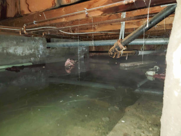 Best Local water damage restoration  in Fountain Green, UT